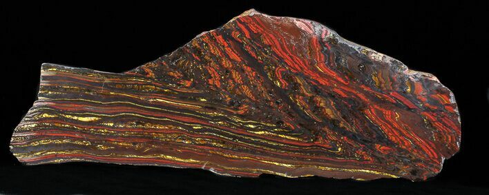 Polished Tiger Iron Stromatolite - ( Billion Years) #50739
